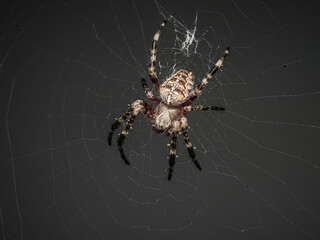 Pająk krzyżak ogrodowy na pajęczynie - makrofotografia Opis: Szczegółowe ujęcie makro pająka krzyżaka (Araneus diadematus) siedzącego w centrum swojej sieci. Pająk jest na ciemnym, jednolitym tle