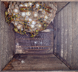 Gniazdo os w drewnianej budce lęgowej z larwami i poczwarkami