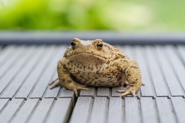 ropucha szara (bufo bufo) płaz i żaba © Henryk Niestrój