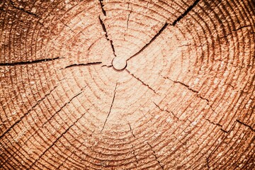 Makro ujęcie przekroju pnia drzewa, ukazujące skomplikowany wzór naturalnych słojów i...