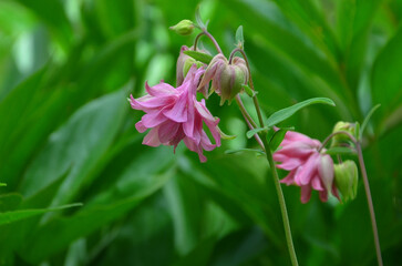 Obraz premium Pink common Columbine blooming flower in spring garden. Growing, planting flowers concept. Free copy space