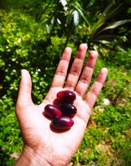Hand Holding Fresh Jamun Fruits (Java Plum) Outdoors