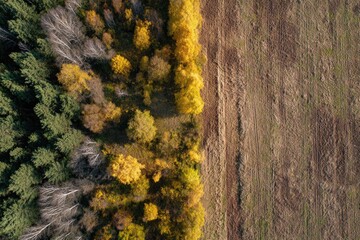 Aerial view of a vibrant autumn forest edge meeting a vast, brown field, contrasting textures and colors