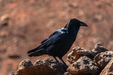 Portrait of Raven from Fuerteventura island