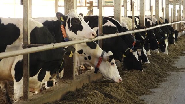 Dairy Cows Feeding on Hay in a Busy Farm Barn Stall Row, Rural Agriculture
