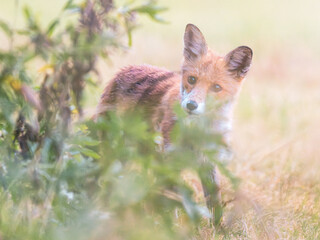 Młody lis pospolity ukryty w trawie na tle rozmytego, naturalnego krajobrazu