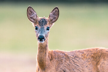 Portret młodego koziołka (samca sarny europejskiej, Capreolus capreolus) spoglądającego...