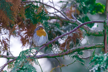 ptak rudzik siedzi na gałązce w zimie