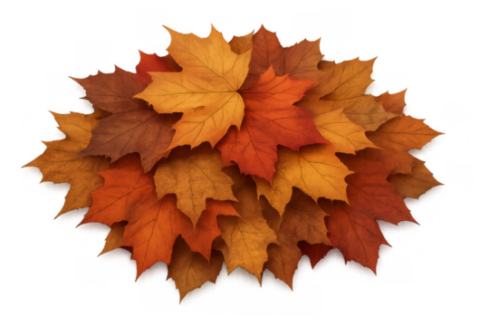 Group of autumn maple leaves creating a layered texture, showing seasonal change and natural beauty on transparent background