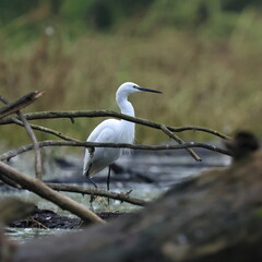 pesca del mattino