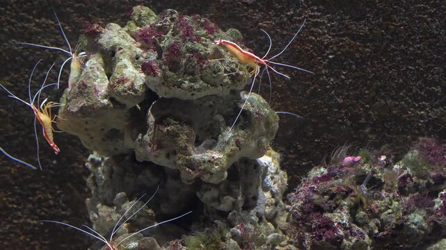 Discover the unique beauty of Stenopodidea marine crustaceans known for their striking colors elongated limbs and fascinating behavior as important members of coral reef ecosystems