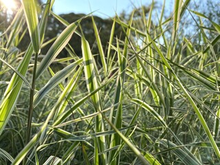 Variegated leaves in sunlight. Green grass blades close-up