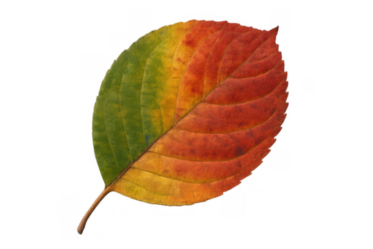 Autumn leaf displaying changing colors from green to yellow and red for seasonal transitions, transparent background