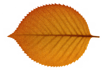 Autumn leaf displaying vibrant orange and yellow fall colors with detailed veins, transparent background