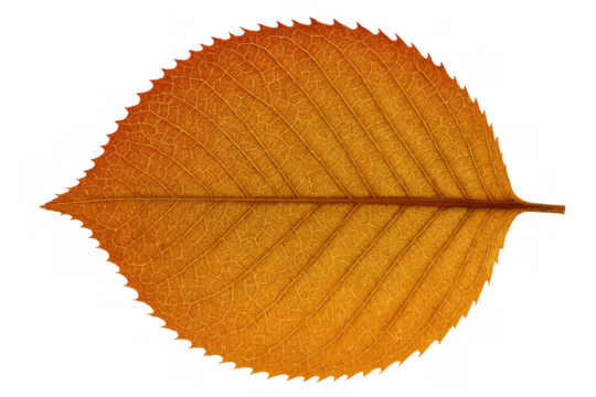 Autumn leaf displaying vibrant orange and yellow fall colors with detailed veins, transparent background