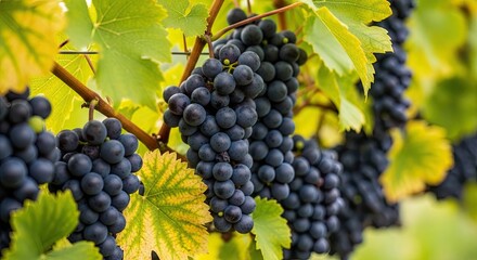 Close-up of ripe dark grapes hanging on a vine in a vineyard during the autumn harvest season, with vibrant green and yellow leaves illuminated by soft natural sunlight
