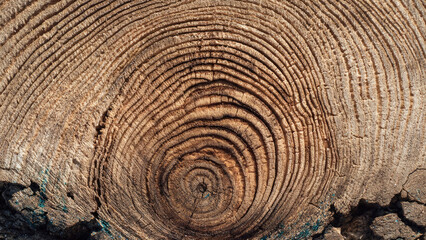Fototapeta premium A detailed close-up of a weathered wooden log's cross-section, showcasing concentric annual growth rings and a prominent, dark central knot, illustrating natural wood texture.