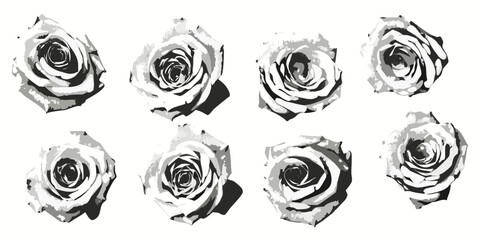 Monochrome rose flowers isolated on white background vector illustration