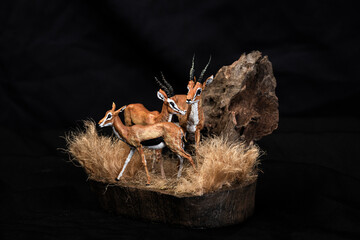 Thomson's gazelle animal on isolated background