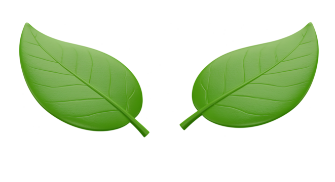 Two green leaves isolated on transparent background, symbolizing nature and growth