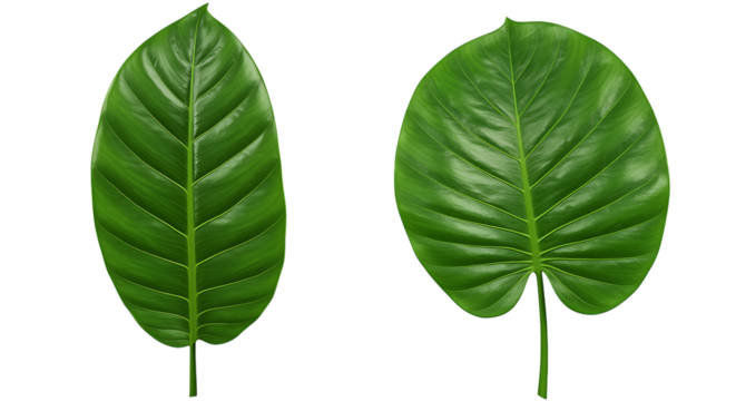 Two green kratom leaves isolated on transparent background, showcasing their unique shapes