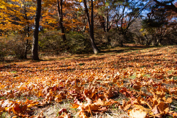 赤く紅葉した落ち葉が地面を埋め尽くす森の散歩道