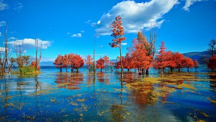 Fototapete bei efototapeten.de bestellen   