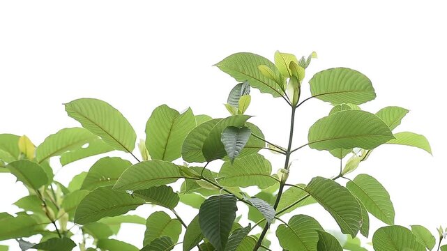 Kratom or Mitragyna speciosa Korth tree on natural background.
