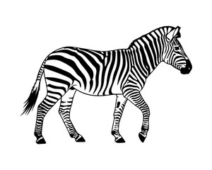 Fototapeta premium Bold black and white vector illustration of a majestic zebra walking gracefully, showcasing its distinctive stripe pattern against a pristine, isolated background