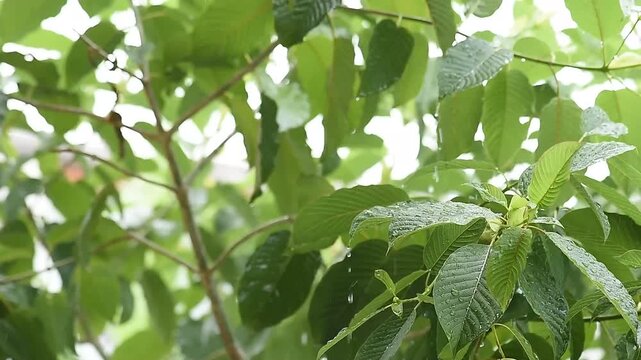 Rain falling on the Kratom or Mitragyna speciosa Korth tree on natural background.