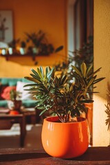 Orange Potted Plant On Sunny Balcony