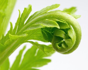 Closeup Of A Spring Bud