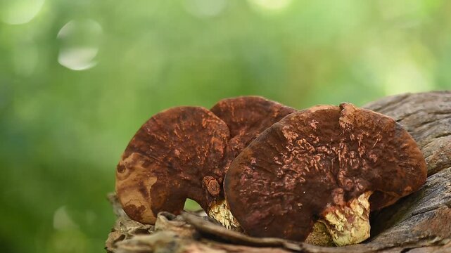 Fresh Lingzhi or Reishi mushroom on natural background.