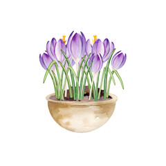 spring flowers in ceramic pot, hand drawn watercolor blue and lilac crocuses grow in clay vase, spring Easter illustration of purple bouquet, green leaves for party, kitchen decoration