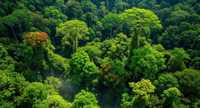 Lush Amazon Rainforest Canopy - A Vibrant Tapestry of Green.