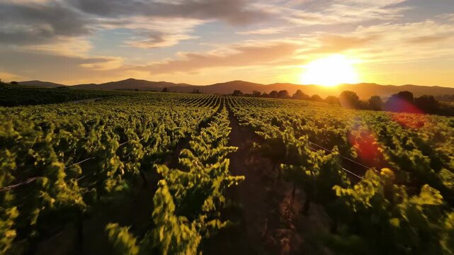 A perfectly manicured vineyard stretches towards rolling hills under a golden sunset
