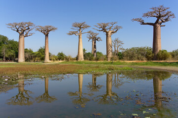 baobab avenue from the pond