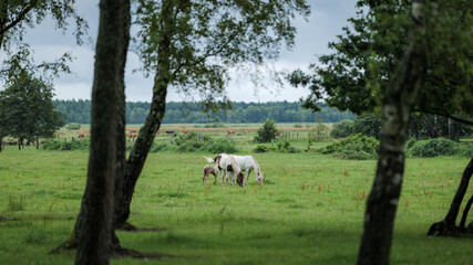 Horses in a pasture captured in a frame of trees. A beautiful rural landscape. Vibrant greenery. Poland