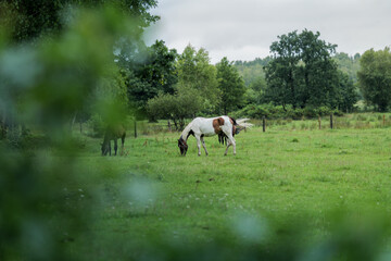 Horses in a pasture captured in a frame of trees. A beautiful rural landscape. Vibrant greenery. Poland