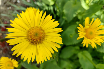 Doronicus, yellow chamomile in the garden, bright and fresh flowers, close-up.
