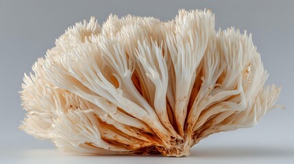 Delicate coral mushroom specimen with cream-colored filaments and orange-brown base against neutral gray background, showcasing natural texture and form.