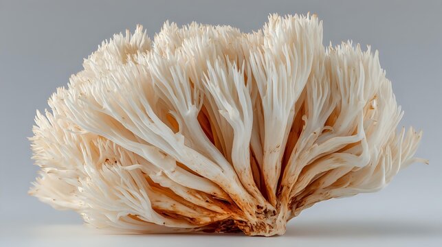Delicate coral mushroom specimen with cream-colored filaments and orange-brown base against neutral gray background, showcasing natural texture and form.