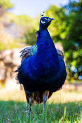 Obraz premium Peacock in the gardens of the Saint-Tropez citadel