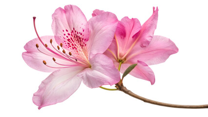 Beautiful pink rhododendron blossoms, perfect for spring greetings and floral design projects