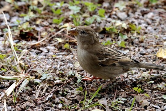 oiseau