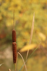 A closeup of a brown cattail (Typha) seed head with a soft, blurred golden autumn background.