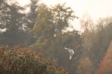 A single white seagull flying away over a calm lake, with blurred autumn trees in the distant background. Minimalist.