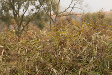 A wide, golden field of dry common reeds in autumn, creating a rich natural background texture.