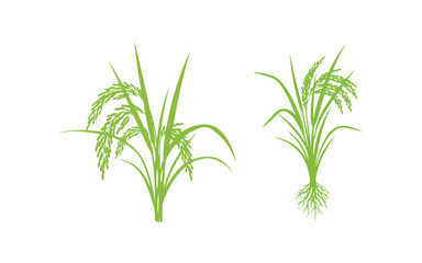 Fototapeta premium Rice crop against a white backdrop. Vector
