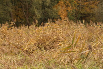 A wide, golden field of dry common reeds in autumn, creating a rich natural background texture.